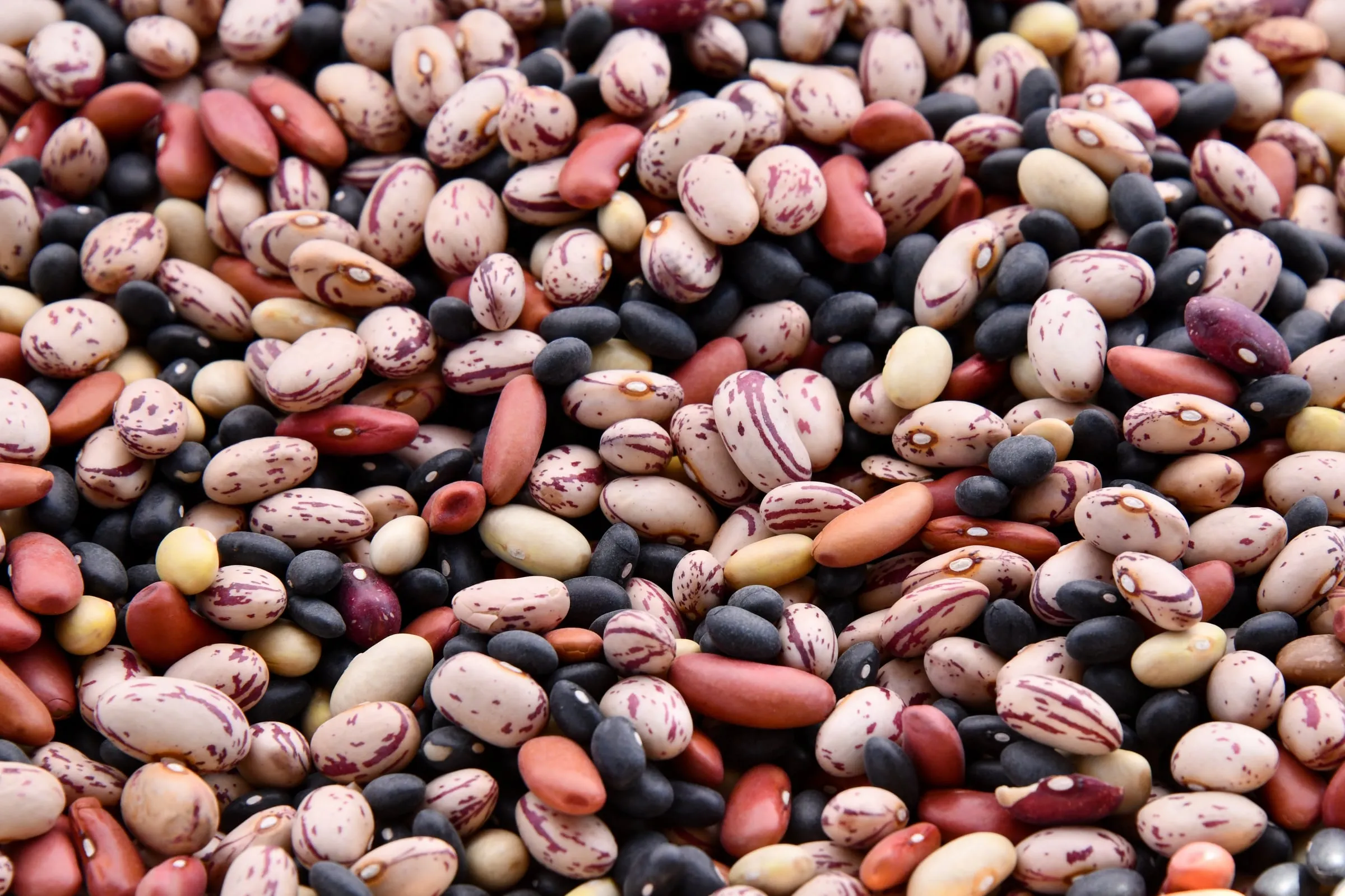 A heap of speckled beans in shades of cream, red and black